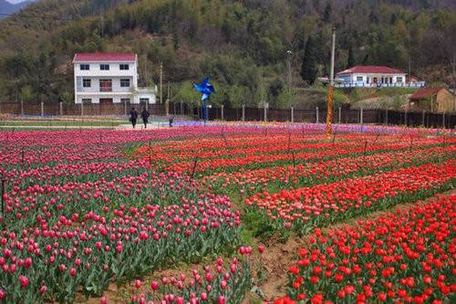 跟上春天的脚步3月24日到西九华山赏一场浪漫郁金香