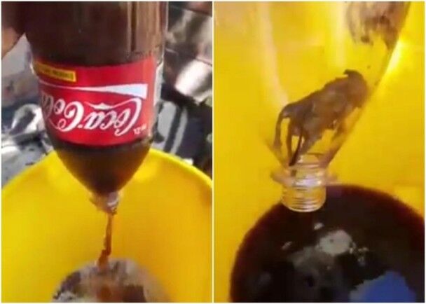 可口可乐瓶中现死老鼠？阿根廷男子拍下这段视频