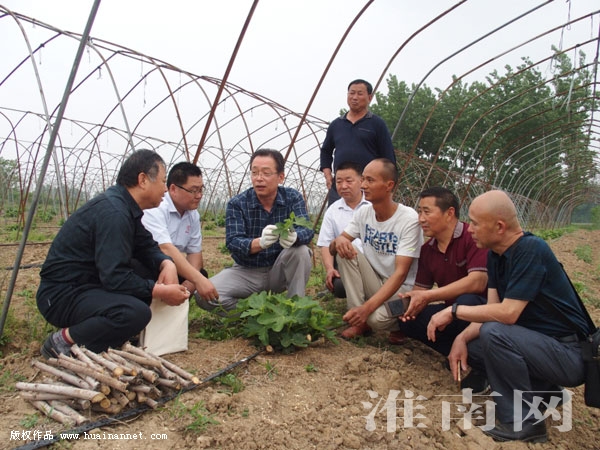 淮南:日本农业专家来淮指导园艺 手把手示范修建技术