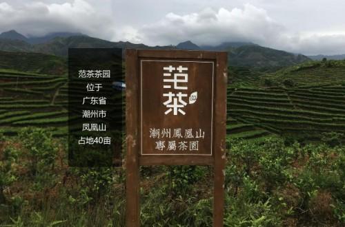 继喜茶之后的网红茶饮-现焙茶首创品牌-”范茶”创始人专访