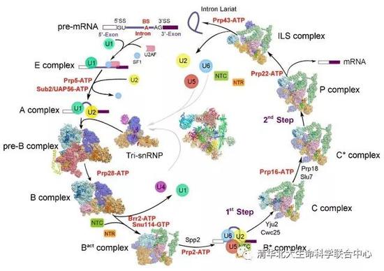 图3 施一公研究组解析的酵母剪接体结构汇总（图片来源: Shi Lab）