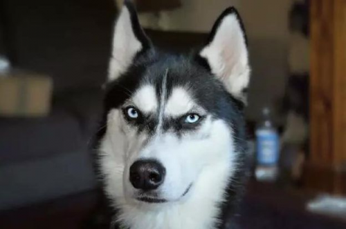 开饭乐吸猫吸狗的正确宠粮