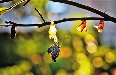 重庆今起升温 高考首日冲上36℃