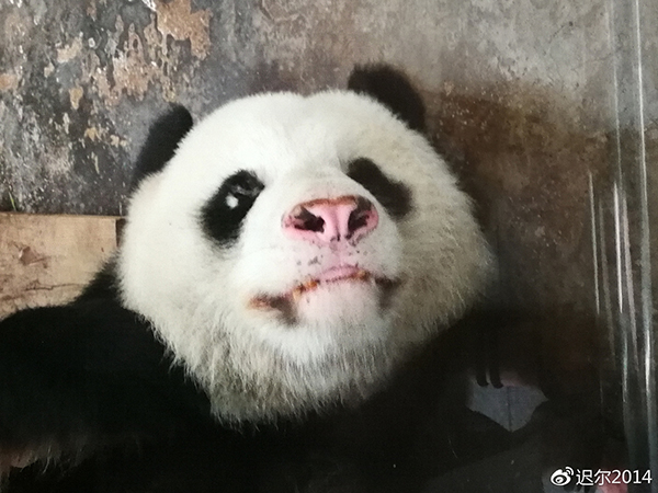 武汉动物园被曝虐待大熊猫 官方回应