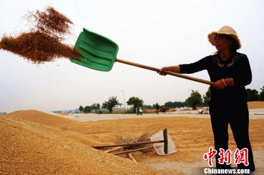 资料图：河南省黄泛区农场一位工人将麦粒中的杂质随风扬去。　　韩章云摄