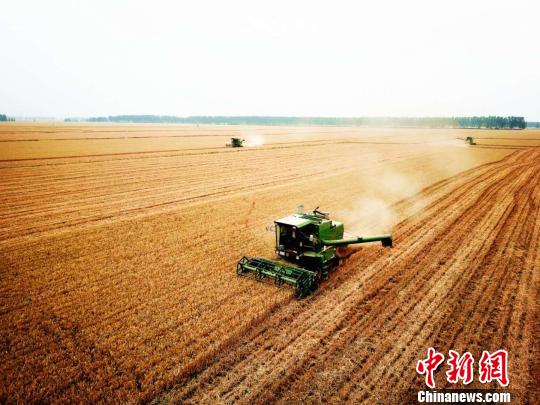 资料图：河南省黄泛区农场10万余亩小麦开镰收割。　韩章云摄
