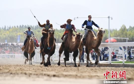 2017年9月9日，甘肃肃北蒙古族自治县“丝绸之路那达慕”上演骑骆驼大赛。(资料图) 杨艳敏摄