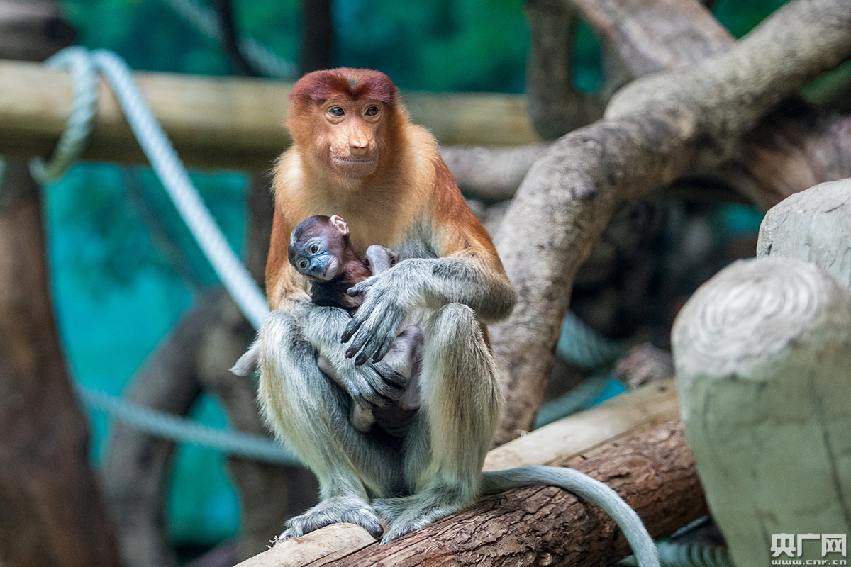 中国第一只珍稀大鼻猴宝宝在长隆诞生 国庆期