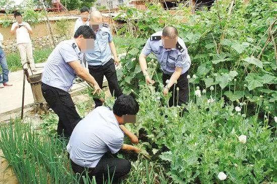 六旬老人种植3000多株罂粟治干咳 被判5年罚金1万