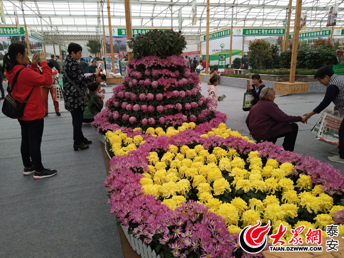 群芳争艳!第十四届泰山苗木花卉交易会开幕