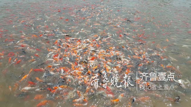 枣庄村民养起“网红”鱼未来还可私人定制
