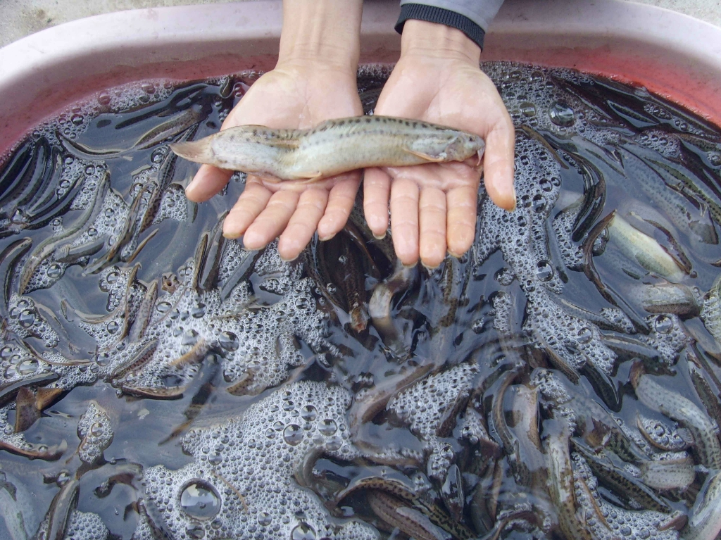 但以重庆,四川消费量较大,除旺季野生泥鳅供应外,多数依靠从养殖数量