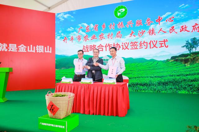 春茶开采啦！这里是珠三角规模最大的茶产业基地