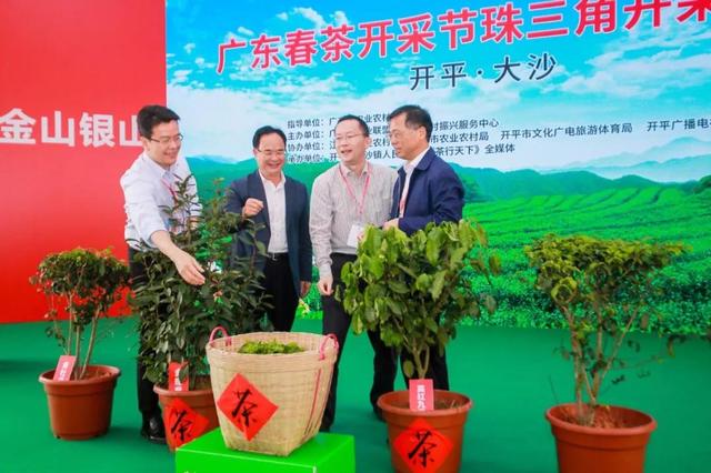 春茶开采啦！这里是珠三角规模最大的茶产业基地