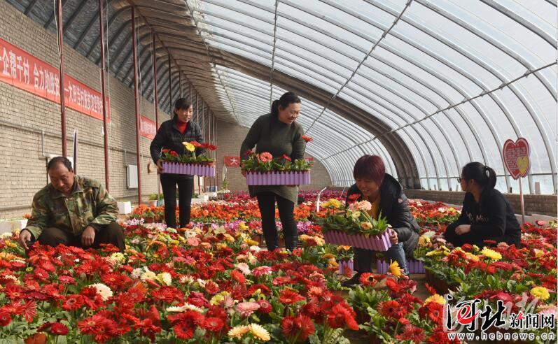 花农在阳原县大田洼乡凤坪花卉基地整理花卉.