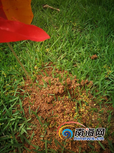 海南植物保护专家红火蚁咬人别轻视防治红火蚁方法多