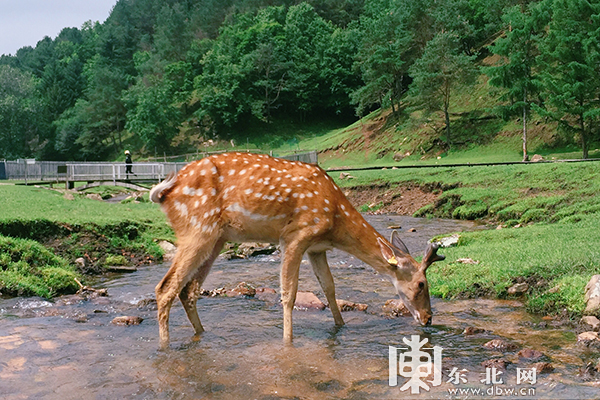 黑龙江这里也有奈良的鹿四百余只小鹿山间奔跑