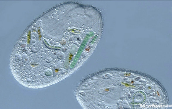 当时海洋中只有单细胞生物,但也只有最耐热的生物存活了下来.