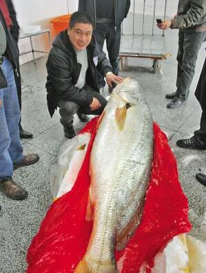 中国土豪缅甸买天价鱼惊呆当地民众 18万买条