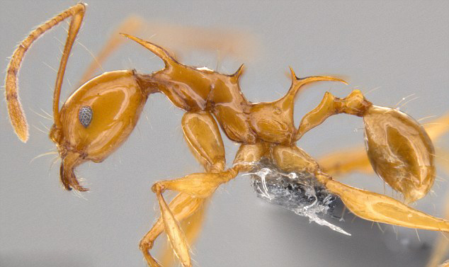 日科学家发现新蚁种似《权力的游戏》中飞龙