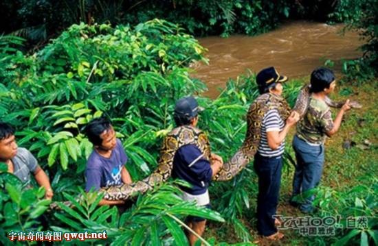 古墓挖出沉睡千年巨蟒:发现者当场吓死 老套路