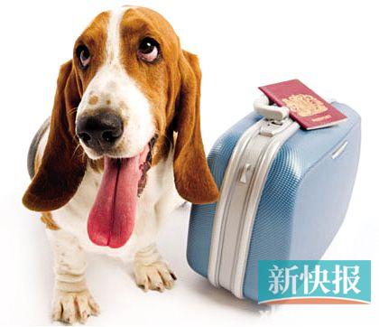 带宠物游玩攻略,带宠物游玩攻略大全