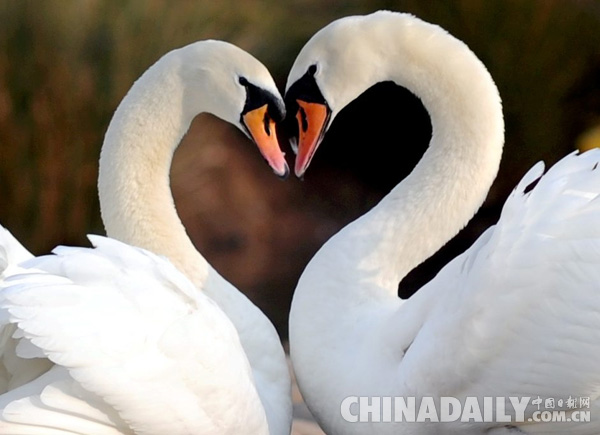 英国女王12只天鹅遭神秘枪击