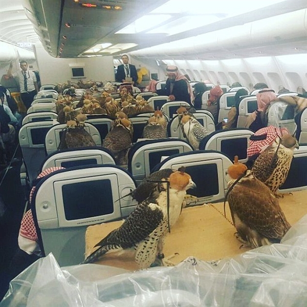 沙特王子带80只鹰坐飞机 场面震惊