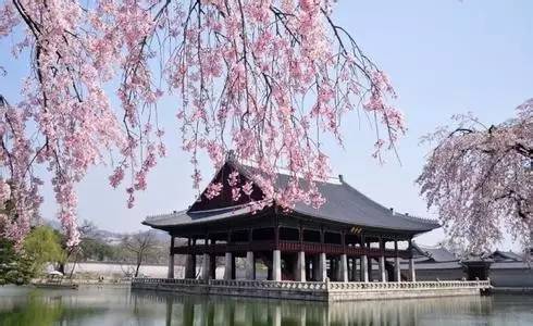 三四月份去韩国济州岛吧 把樱花与油菜花一次