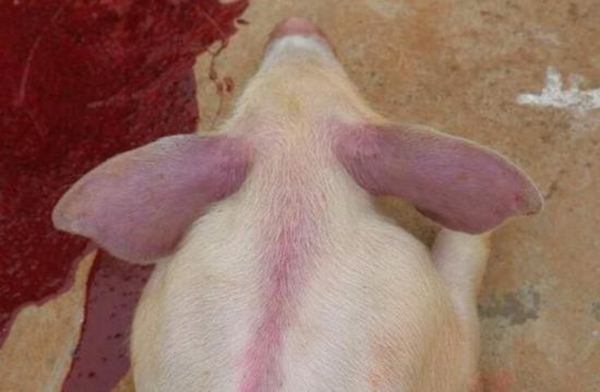 什么是基因编辑猪 19e4d0a54d15f77_w600_h392.jpg