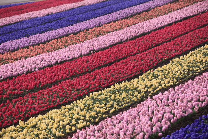 武义花田小镇今年初绽放 踏青赏花的可以走起来