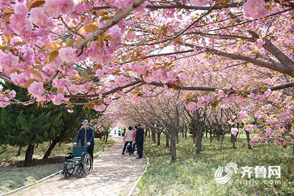 近日,随着气温升高,日照市海曲东路路北(青岛路路西)的"樱花园"里的