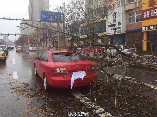 暴雨大风袭击辽宁:大树被连根拔起