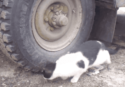 一部现实版的《猫和老鼠》,心疼jerry,完美乔装演技好,奥斯卡唾手可得