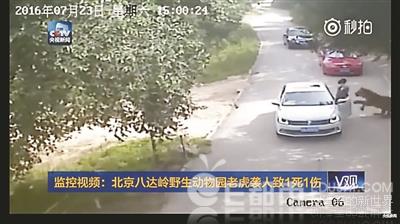 八达岭野生动物园:伤人老虎将被圈养 不会被处置