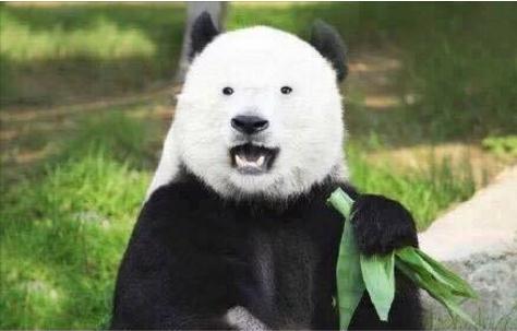 熊猫:救命啊!