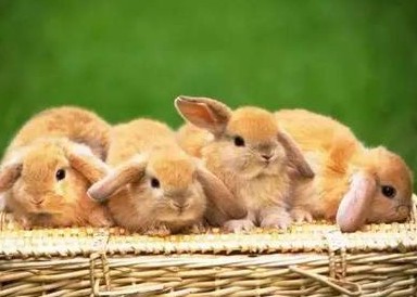 兔女郎进化史：为什么男人会觉得兔子性感？