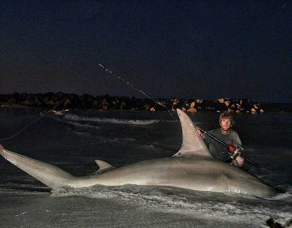 澳两渔夫捕获近4米长巨鲨 拍照称重后放生(图)