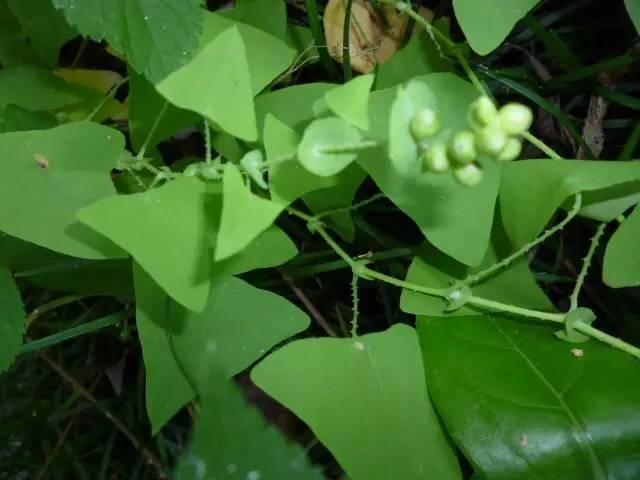 城会玩|只有重庆人才知道的地道"野味,你吃过几种?