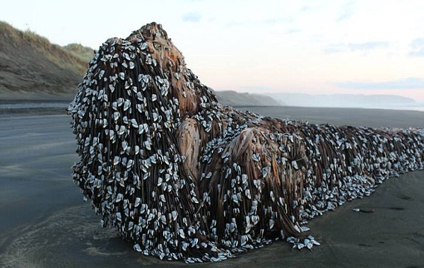 新西兰海滩惊现巨型藤壶覆盖体 实为地震后效