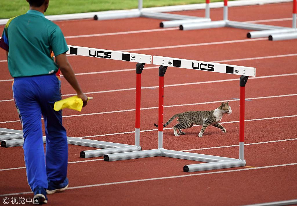 雅加达亚运会喵星人溜进田径跑道秀速度