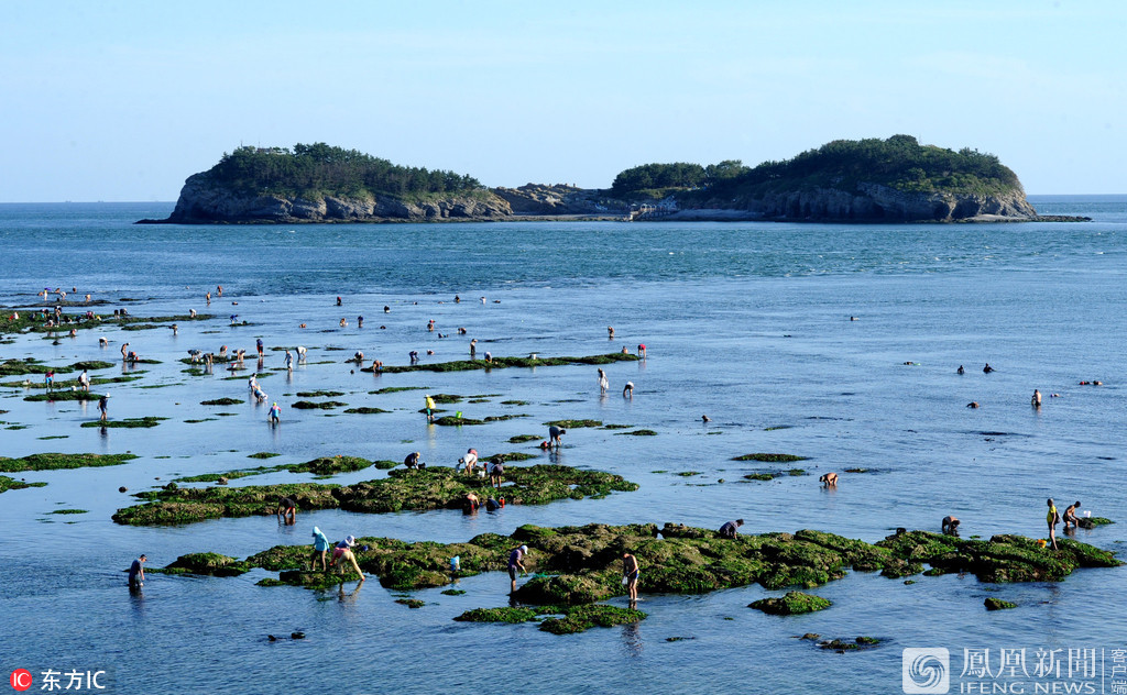 39月11日报道,10日,大连市民和游客在付家庄海域退潮后的礁石附近赶海