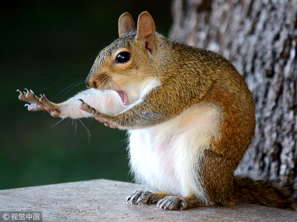 2018搞笑野生动物摄影大赛获奖作品揭晓