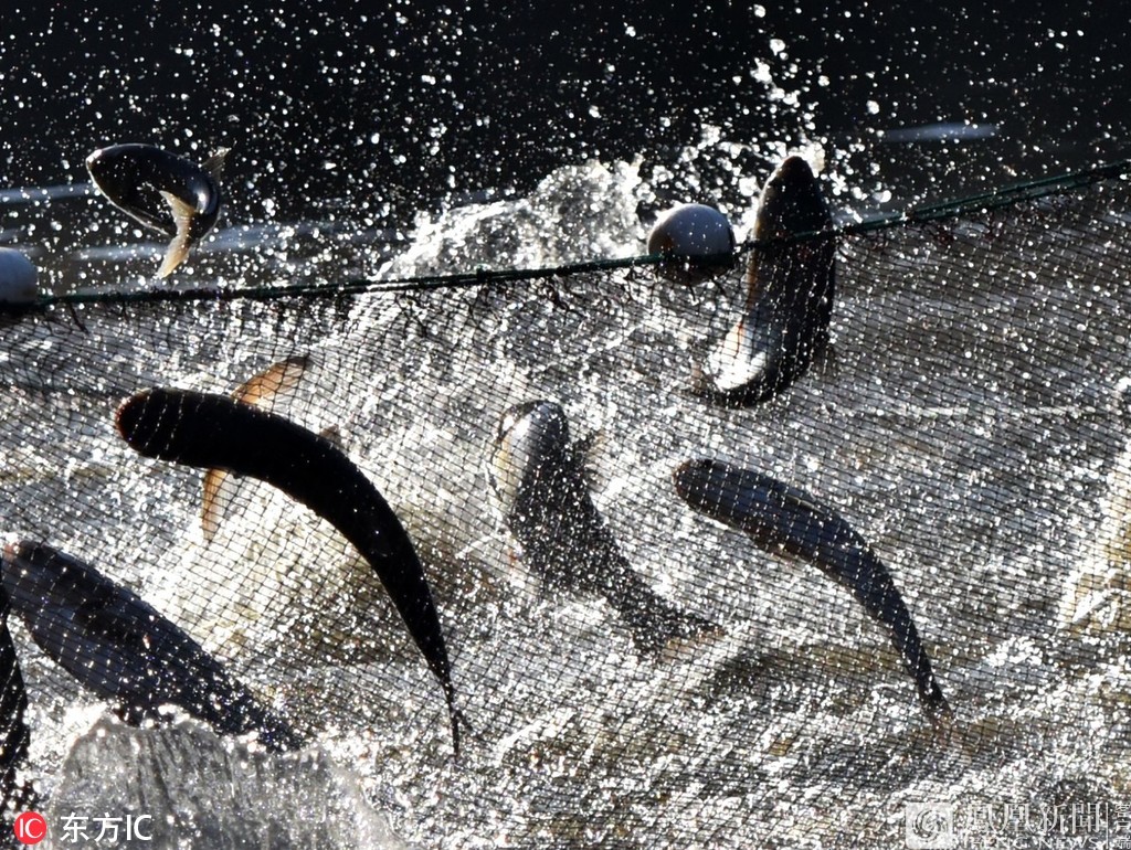 山城水库捕鱼忙