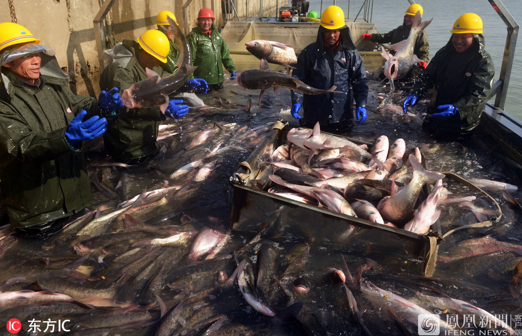 人放天养年产近万吨鱼