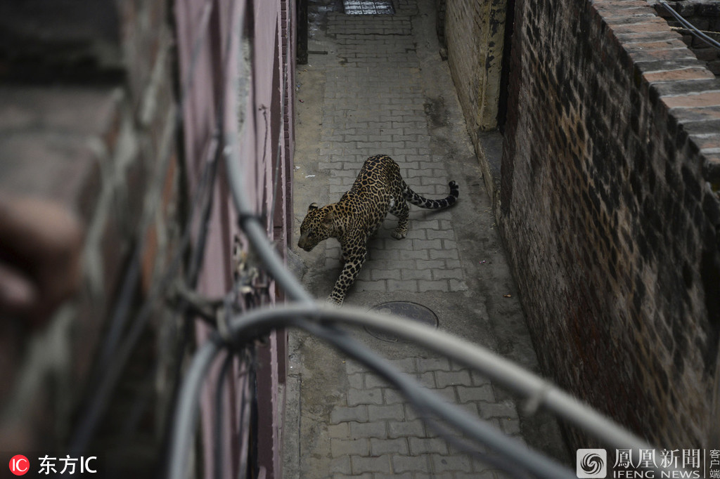 猎豹闯居民区疯狂咬人延伸阅读:豹子闯入居民区猎