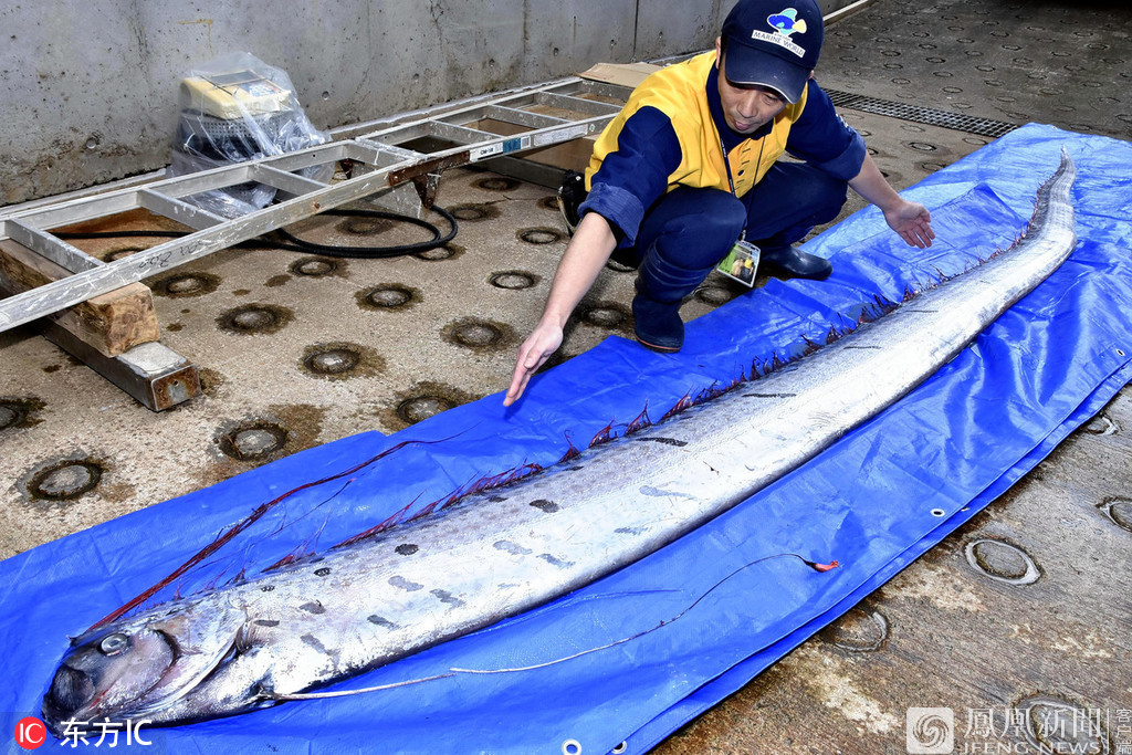 42米长皇带鱼
