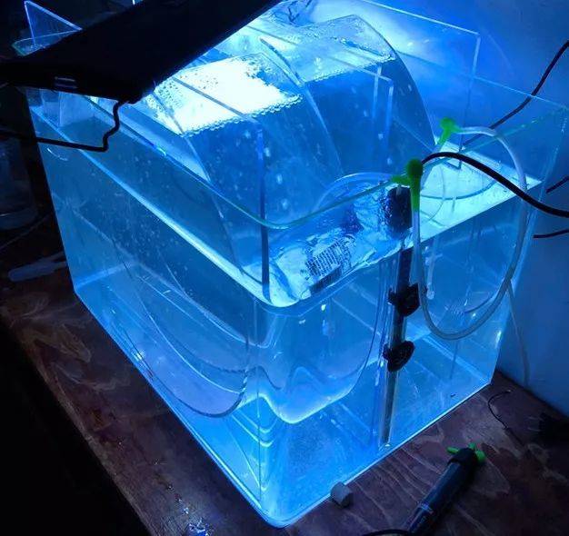 还有一种水母叫立方水母,它才是水母里面最毒的品种