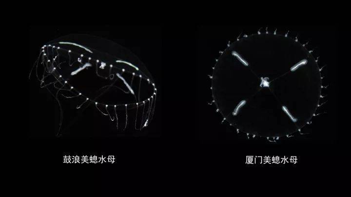 还有一种水母叫立方水母,它才是水母里面最毒的品种