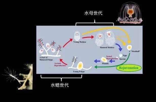还有一种水母叫立方水母,它才是水母里面最毒的品种